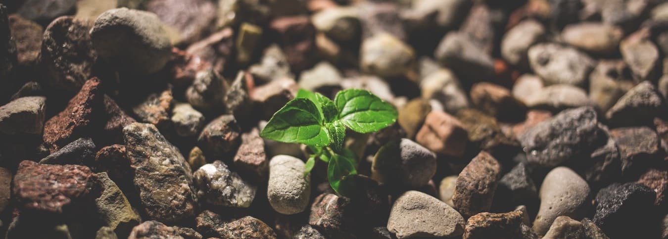 Small green plant growing despite being surrounded by rocks.